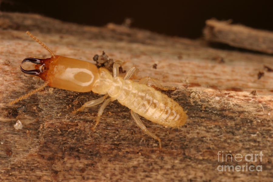 Termite Photograph by Ted Kinsman