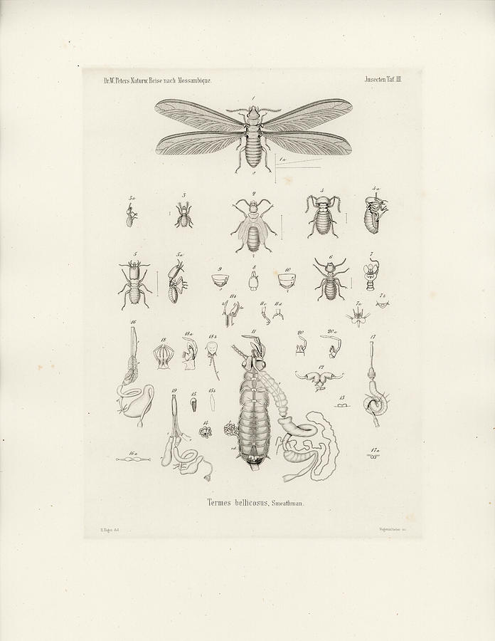 Termites, Macrotermes bellicosus Drawing by H Hagen