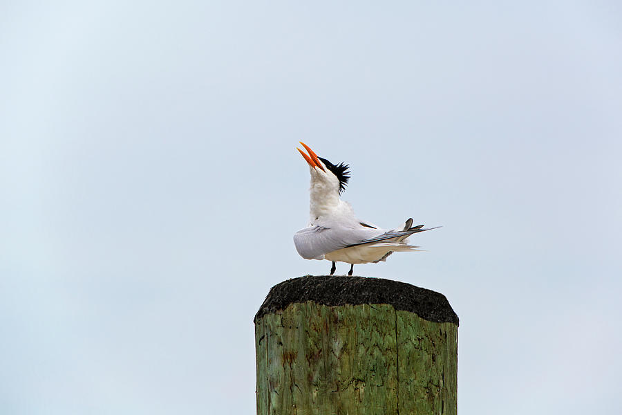 Tern Photograph