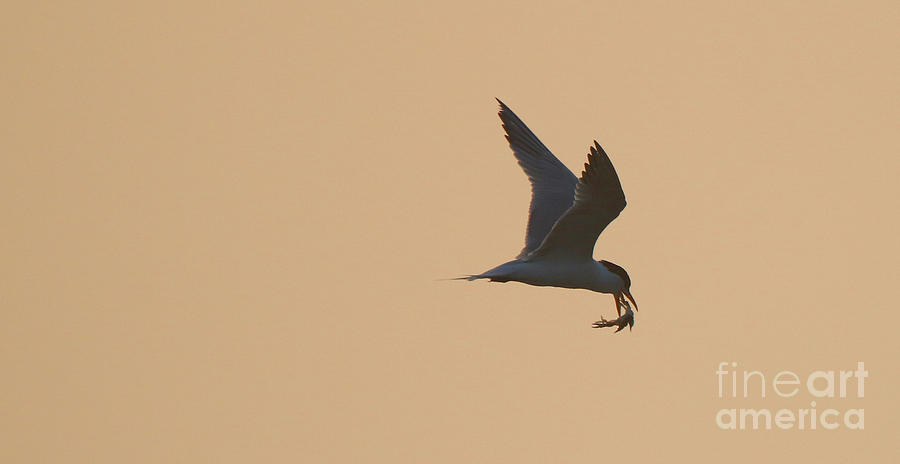 Tern at Sunrise  2162 Photograph by Jack Schultz