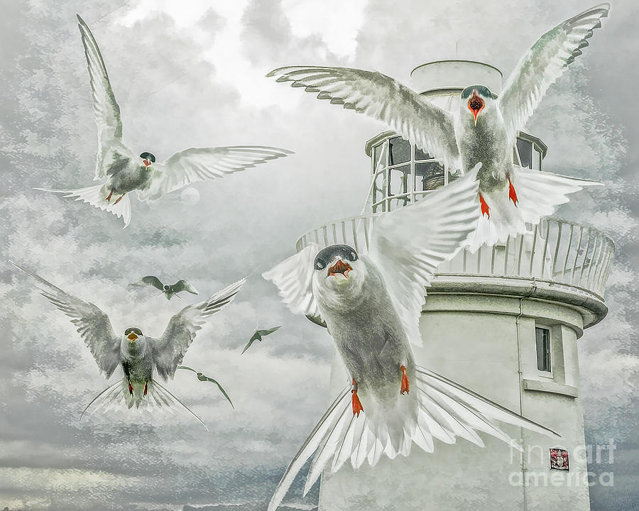 Tern attack Photograph by Brian Tarr