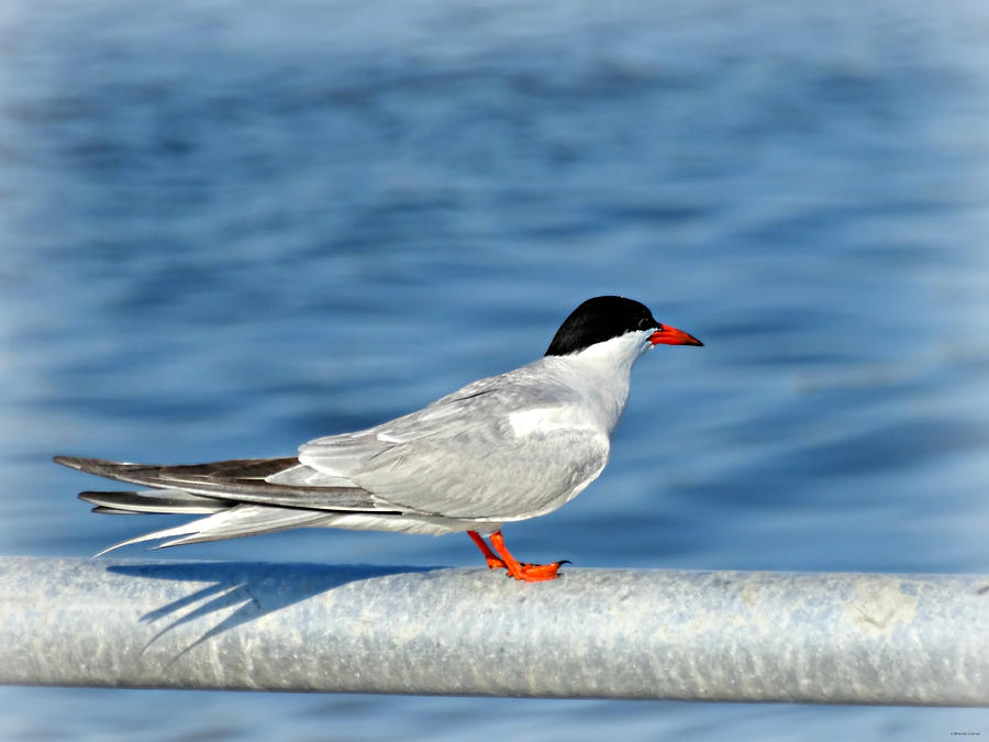 Bird Photograph - Tern by Dark Whimsy