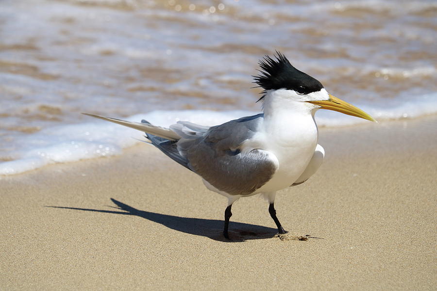 Bird Photograph - Tern by the Sea by Michaela Perryman