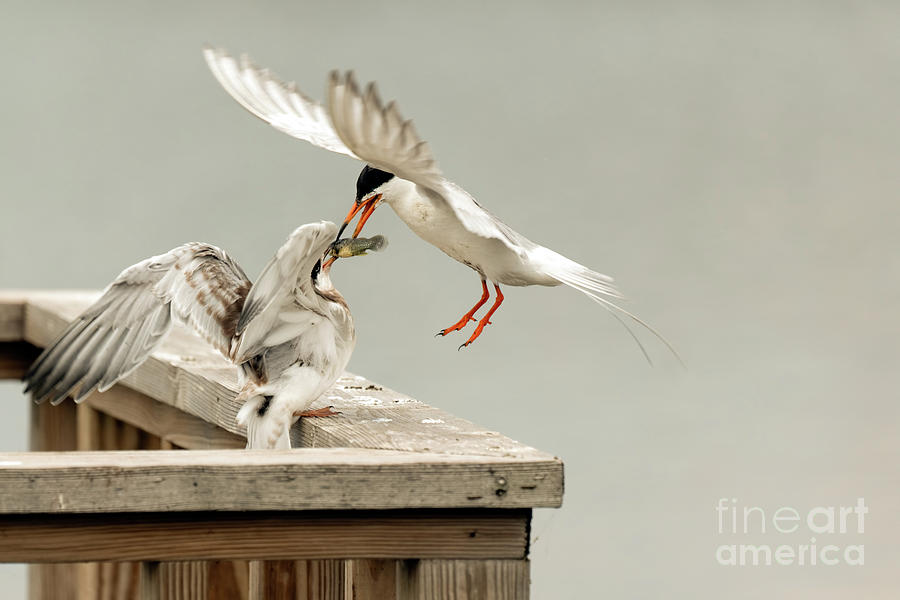 Tern feeding a juvenile Photograph by Sam Rino