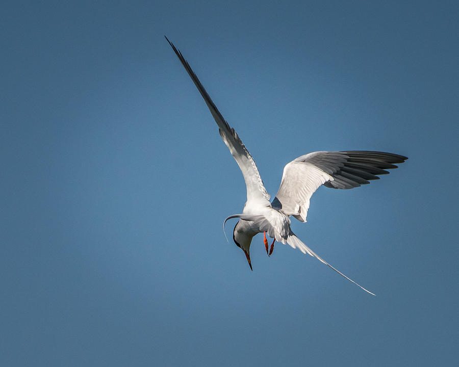 Tern Fishing Photograph