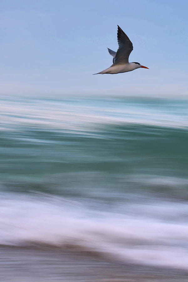 Tern In Flight Vert Photograph by Laura Fasulo
