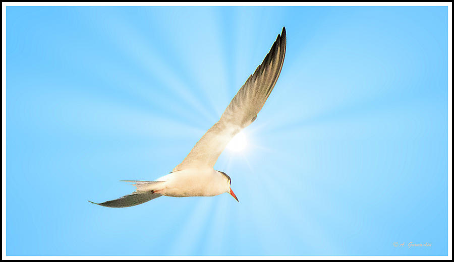 Tern in Flight on a Sunny Afternoon Photograph by A Macarthur Gurmankin