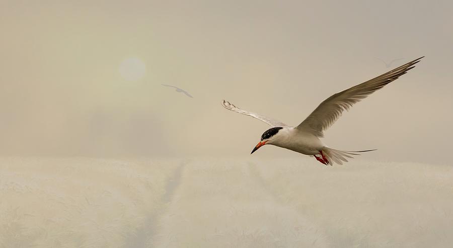 Tern in flight Photograph by Sam Rino