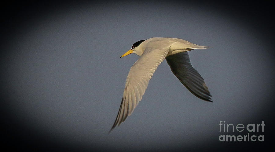 Tern in Flight Photograph by Tom Claud