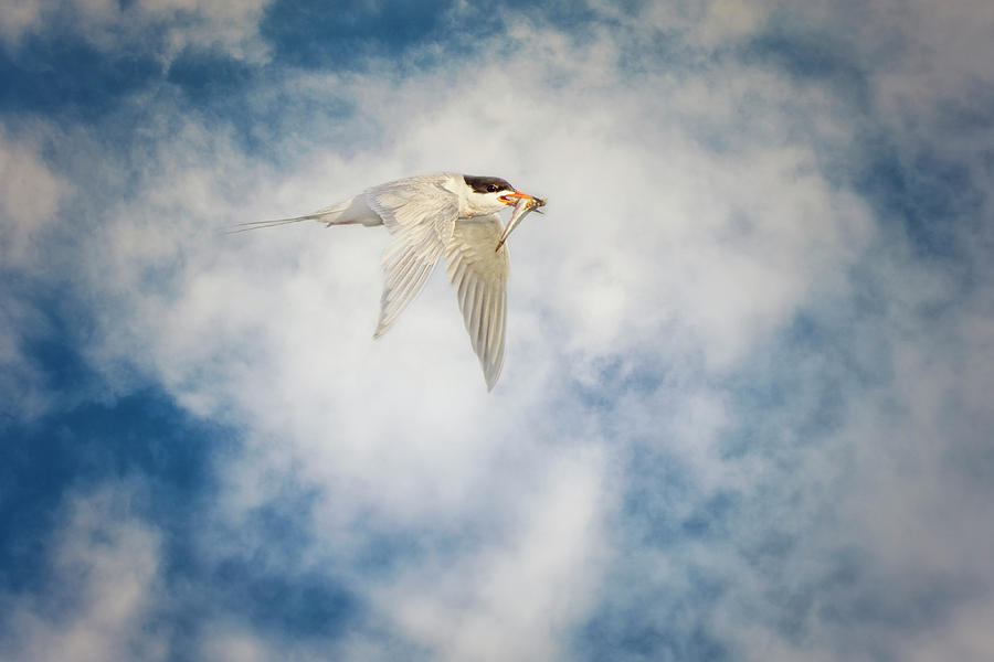 Tern in Flight with Fish Photograph by Susan Gary