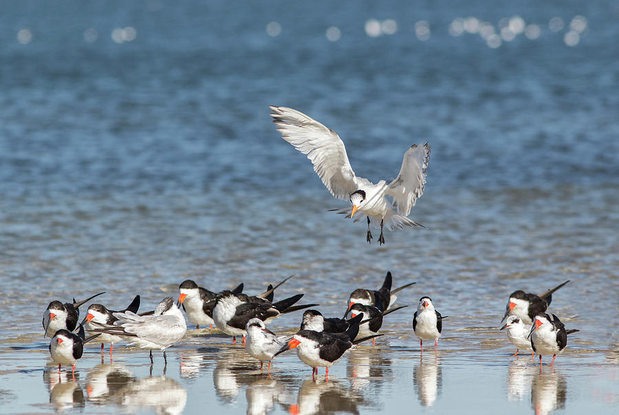 Tern Landing with the Skimmers Photograph by Lisa Malecki