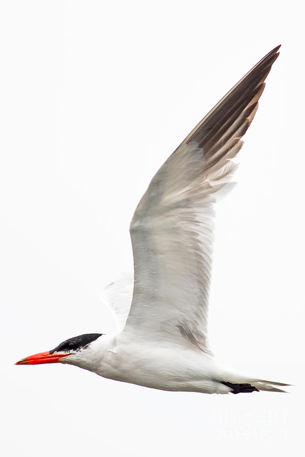 Tern On The Wing Photograph by Natural Focal Point Photography