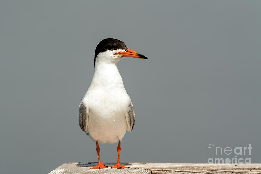 Tern posing for his portrait Photograph by Sam Rino