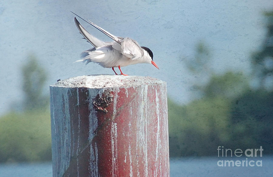 Tern Ready to Fly Photograph by Elaine Manley