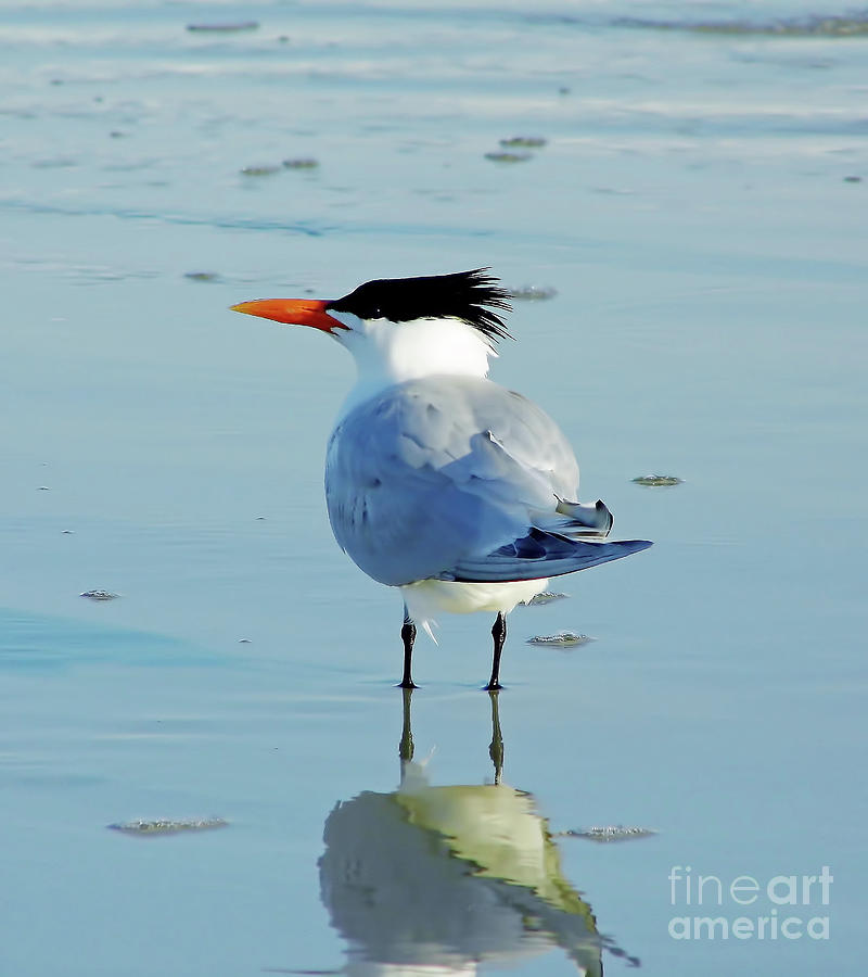 Tern Reflection Photograph by D Hackett