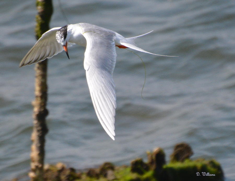 Tern Searching the Water  Photograph by Dan Williams