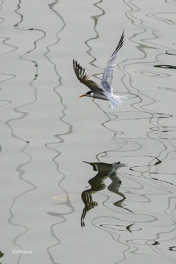 Bird Photograph - Tern Style Three by Bill Roberts