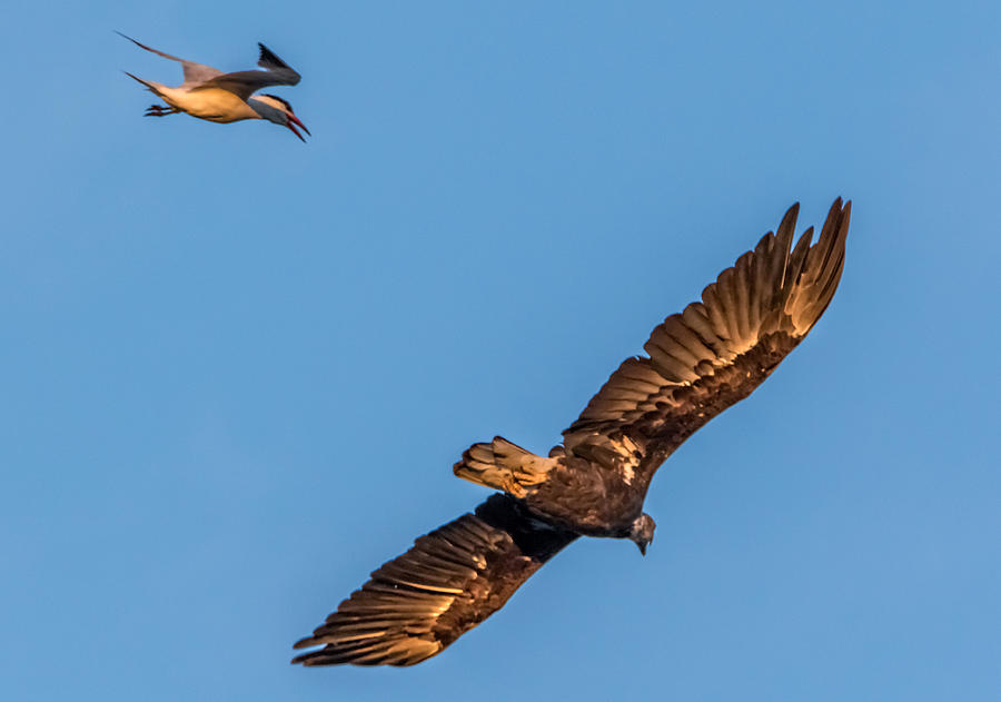 Tern vs Eagle Photograph by Marc Crumpler