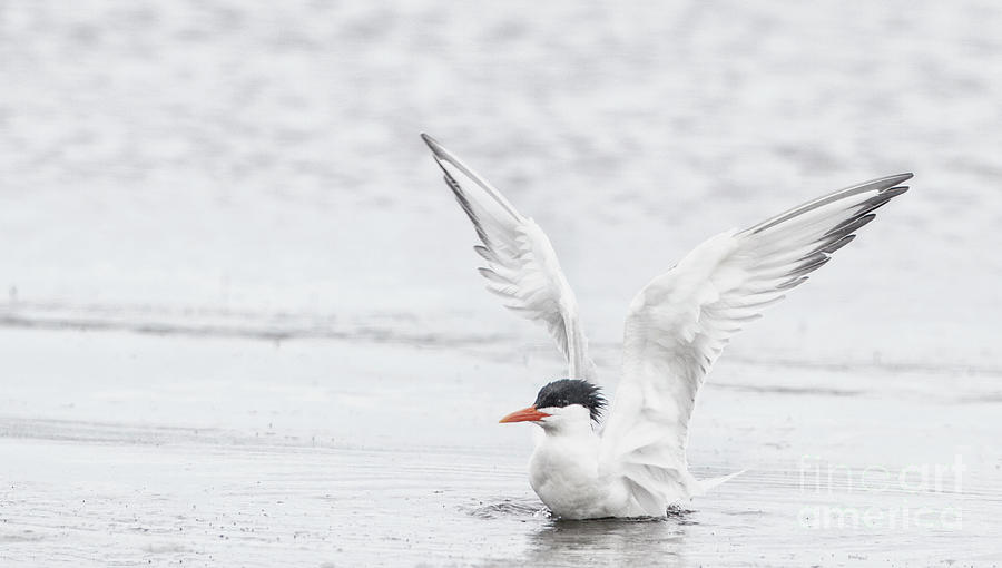 Tern wing-stretch Photograph by Ruth Jolly