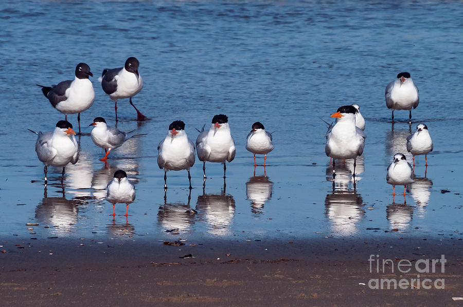 Terns and Gulls  Photograph by Bob Phillips
