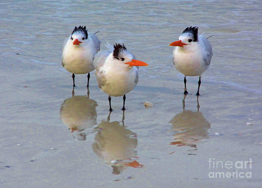 Terns And Their Reflections Photograph by D Hackett