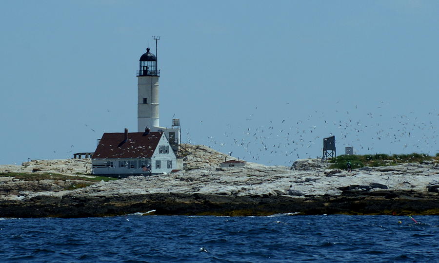 Terns around the Lighthouse Photograph by Lois Lepisto
