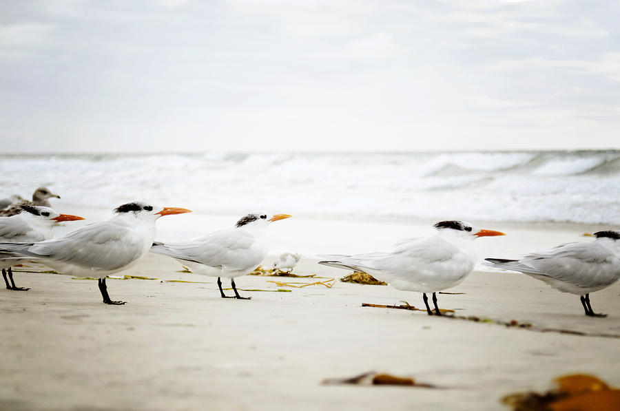 Bird Photograph - Terns  by Bree Madden 