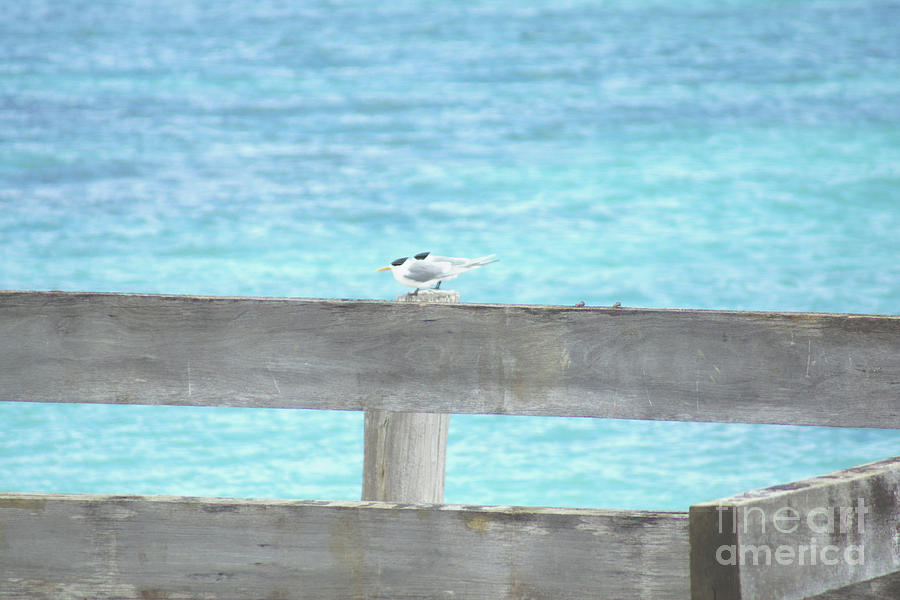 Terns Photograph by Cassandra Buckley