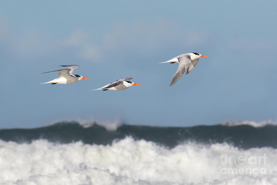 Terns In Flight Photograph by Mimi Ditchie