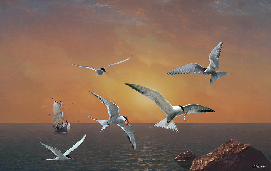 Terns in the Sun Digital Art by M Spadecaller