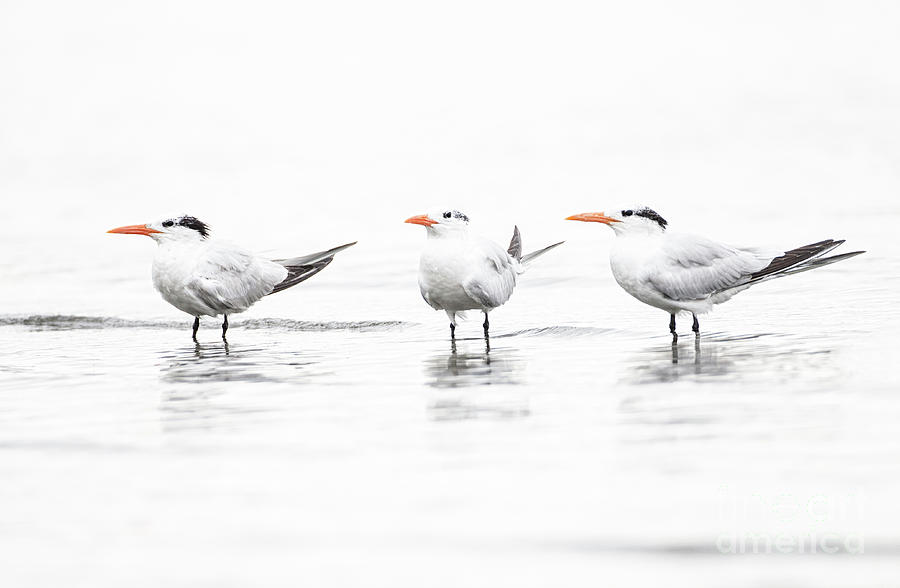 Terns in triplicate  Photograph by Ruth Jolly