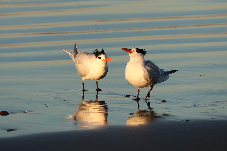 Terns on the Beach  Photograph by Christy Pooschke