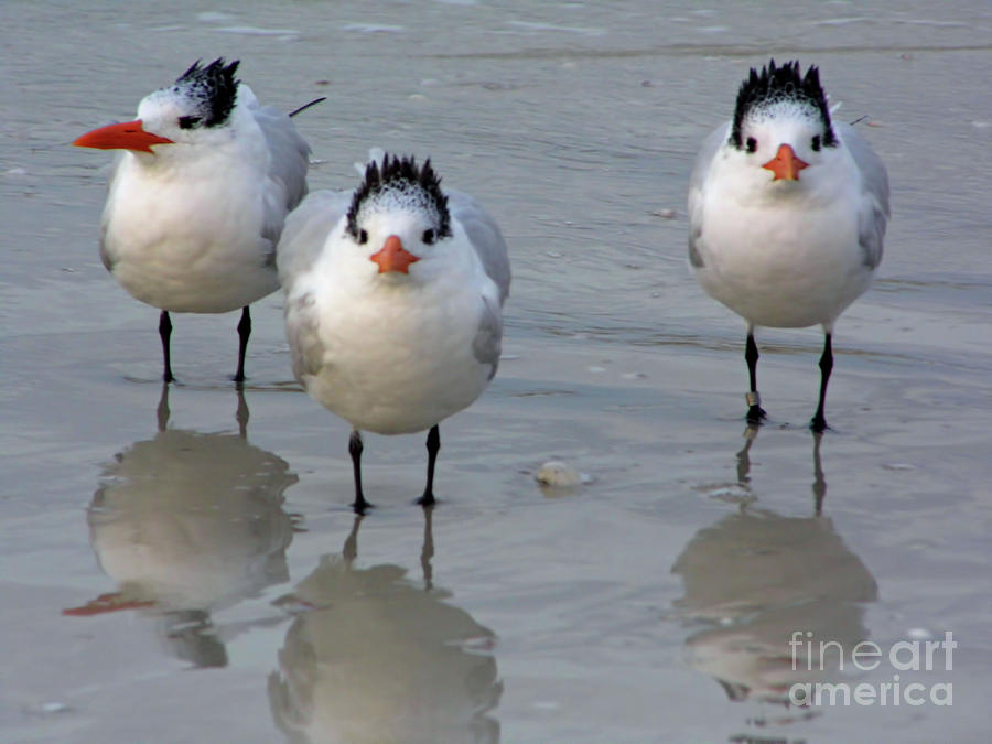 Terns Reflections Photograph by D Hackett