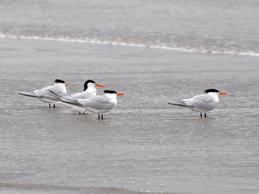 Terns Wading Photograph by Al Powell Photography USA