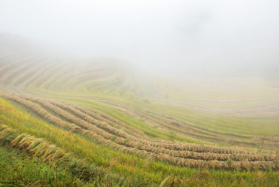 Terrace fields scenery in autumn Photograph by Carl Ning