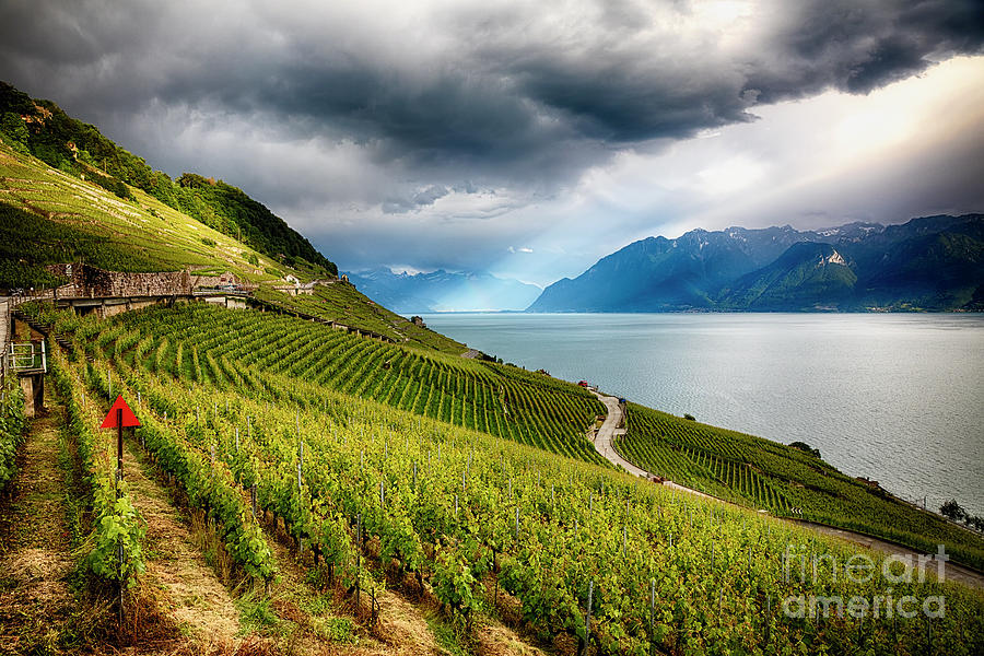 Terraced Vineyard Overlooking Lake Geneva Photograph by George Oze ...