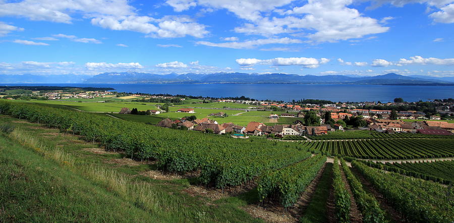 Terraced vineyards of Lavaux at Lake Geneva, Switzerland Photograph by Elenarts - Elena Duvernay photo