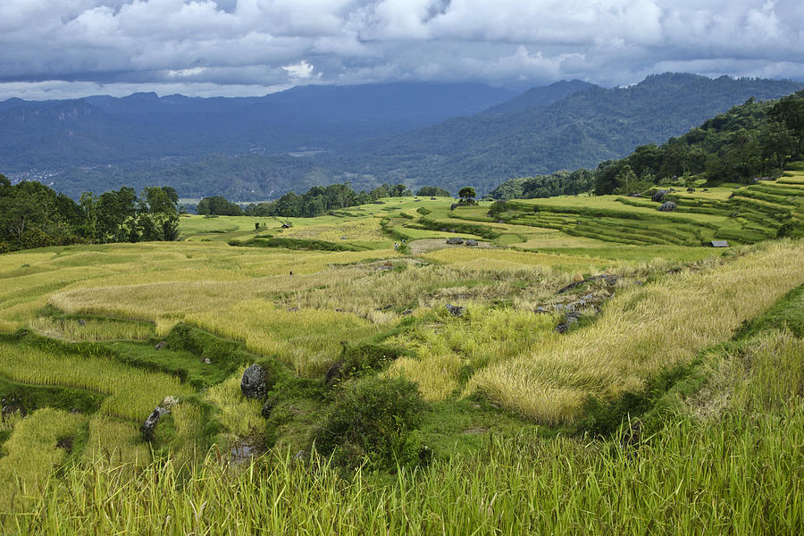 Terraces of Tana Toraja Photograph by Michele Burgess