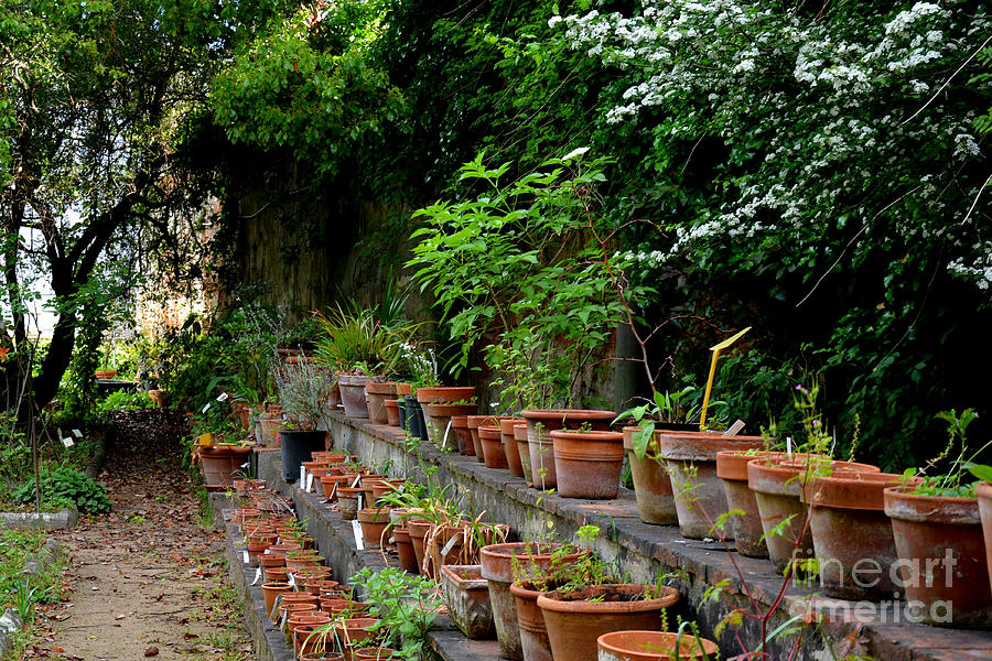 Terracotta Pots in the Botanical Gardens of Pisa Italy Photograph by Tatyana Searcy
