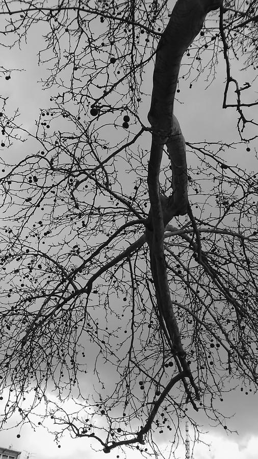Tree Photograph - Terrible Tree by Anamarija Marinovic