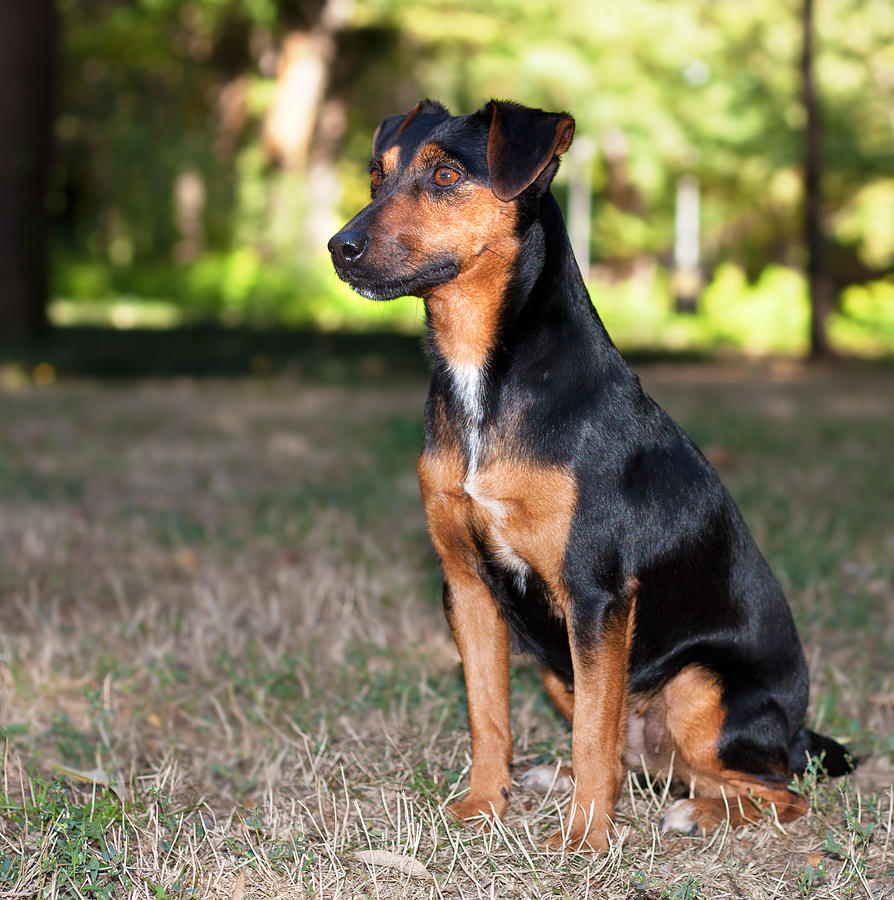 Terrier dog Photograph by Boyan Dimitrov - Fine Art America