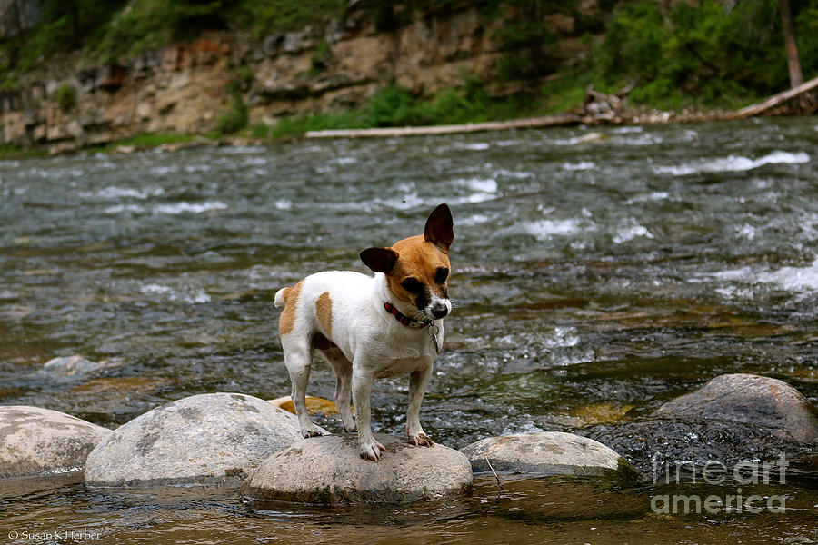 Terrier Fishing Photograph by Susan Herber
