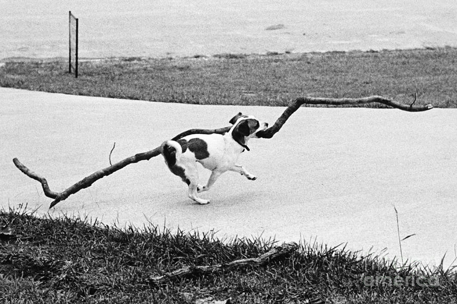 Black And White Photograph - Terrier Running With A Very Big Stick by Lynn Lennon