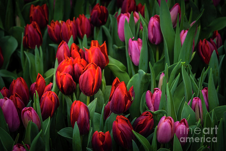 Terrific Tulips Photograph by Joann Long