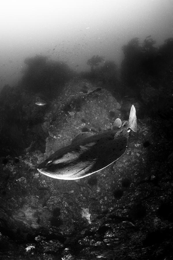 Electric Ray Photograph - Terrifying Electric Ray by Bryan Toro Electric Ray Photograph - Terrifying Electric Ray by Bryan Toro