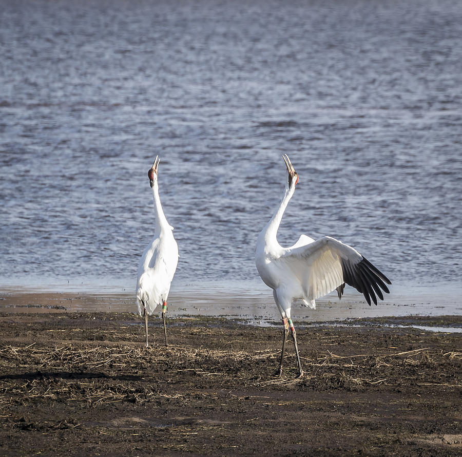 Territorial Call Of The Whooping Cranes 2015-1 Photograph by Thomas Young