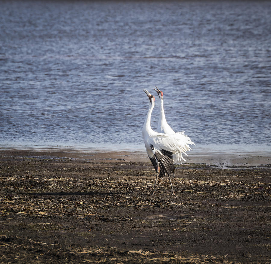 Territorial Call Of The Whooping Cranes 2015-2 Photograph by Thomas Young