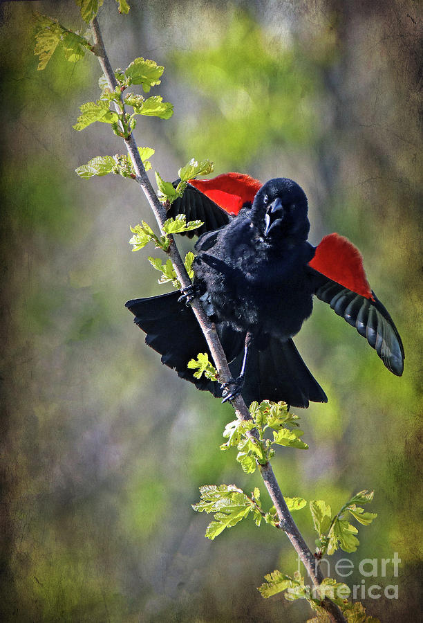 Territorial Red-winged Blackbird Photograph by Elizabeth Winter