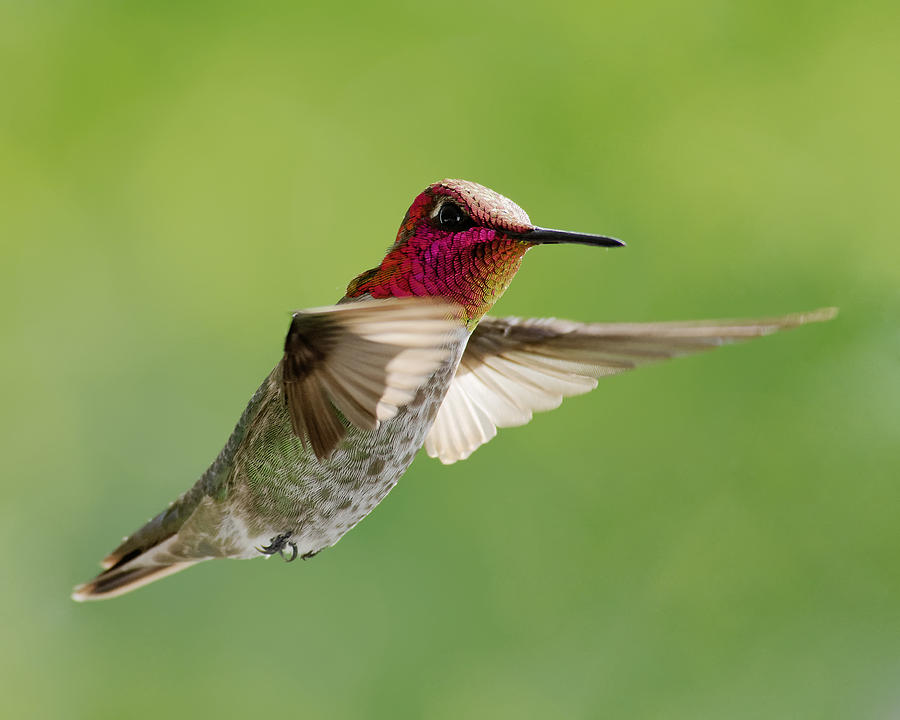 Terror of the Skies -- Annas Hummingbird at Templeton, California Photograph by Darin Volpe