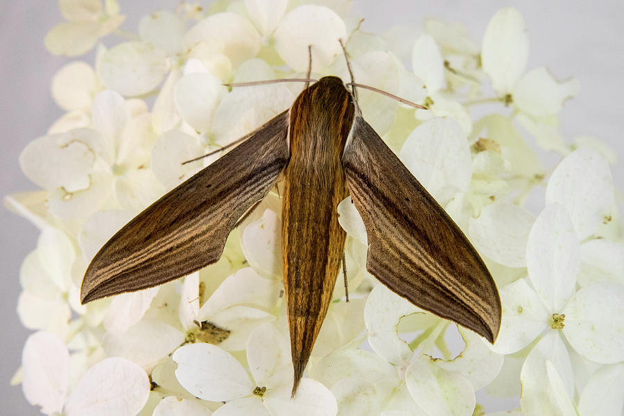 Tersa Sphinix Moth on Hydrangea Photograph by Douglas Barnett